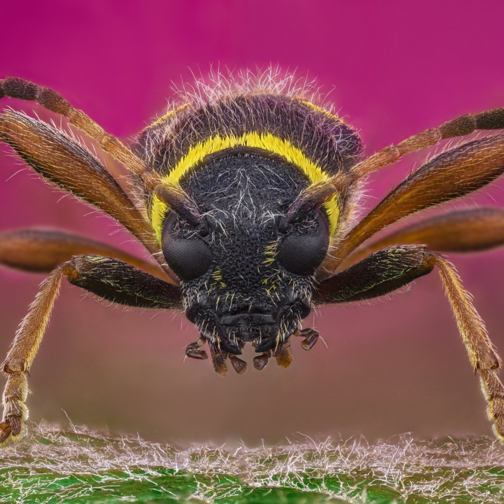 Макросъемка осы на розовом фоне