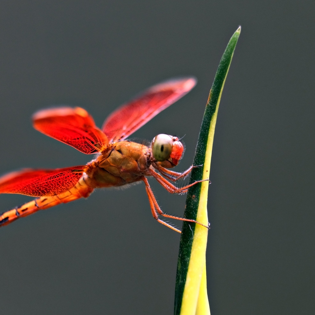 Красная стрекоза на зеленом листке