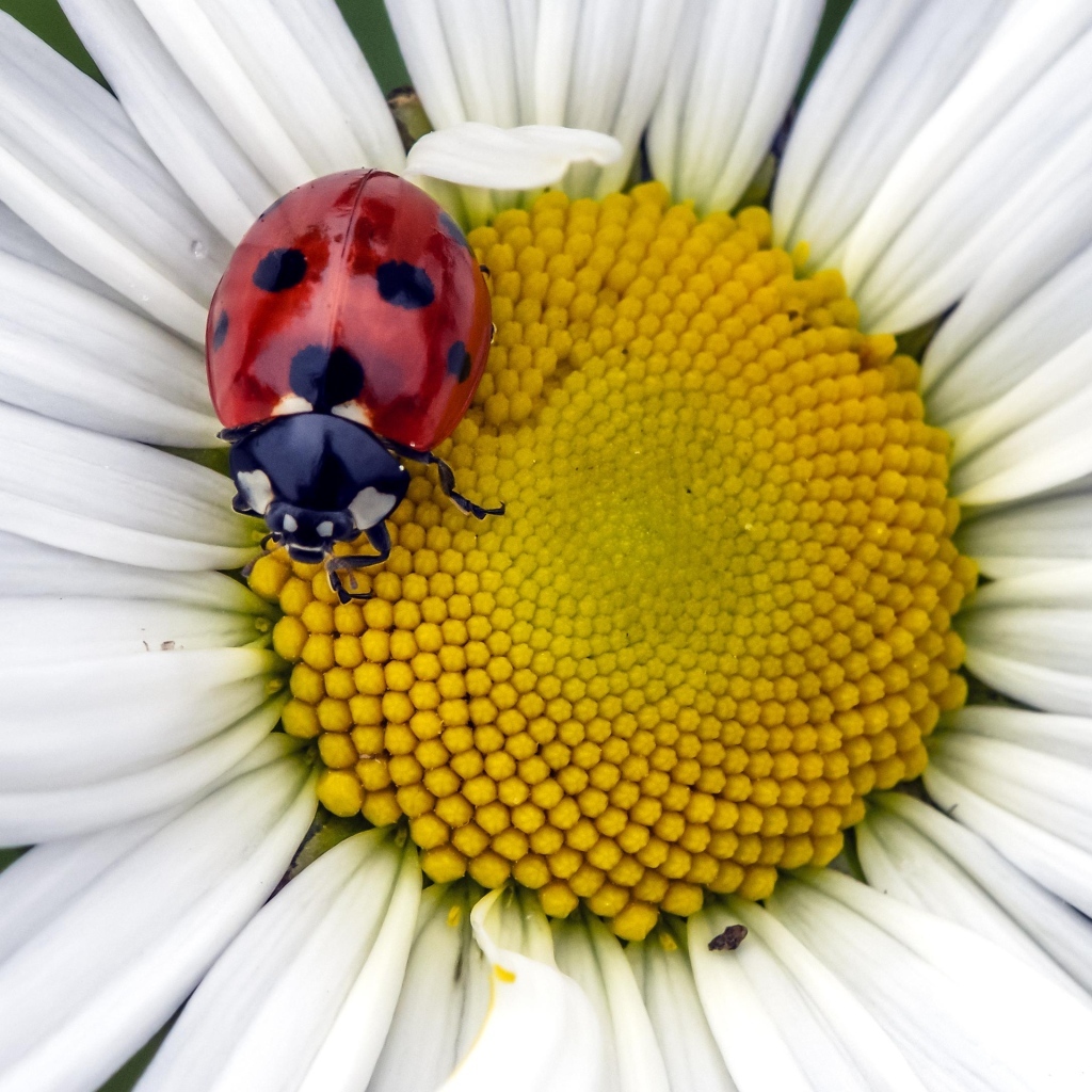Красная божья коровка на белом цветке ромашки