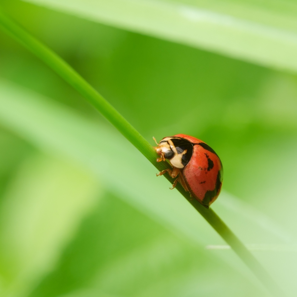 Красная божья коровка на зеленой траве