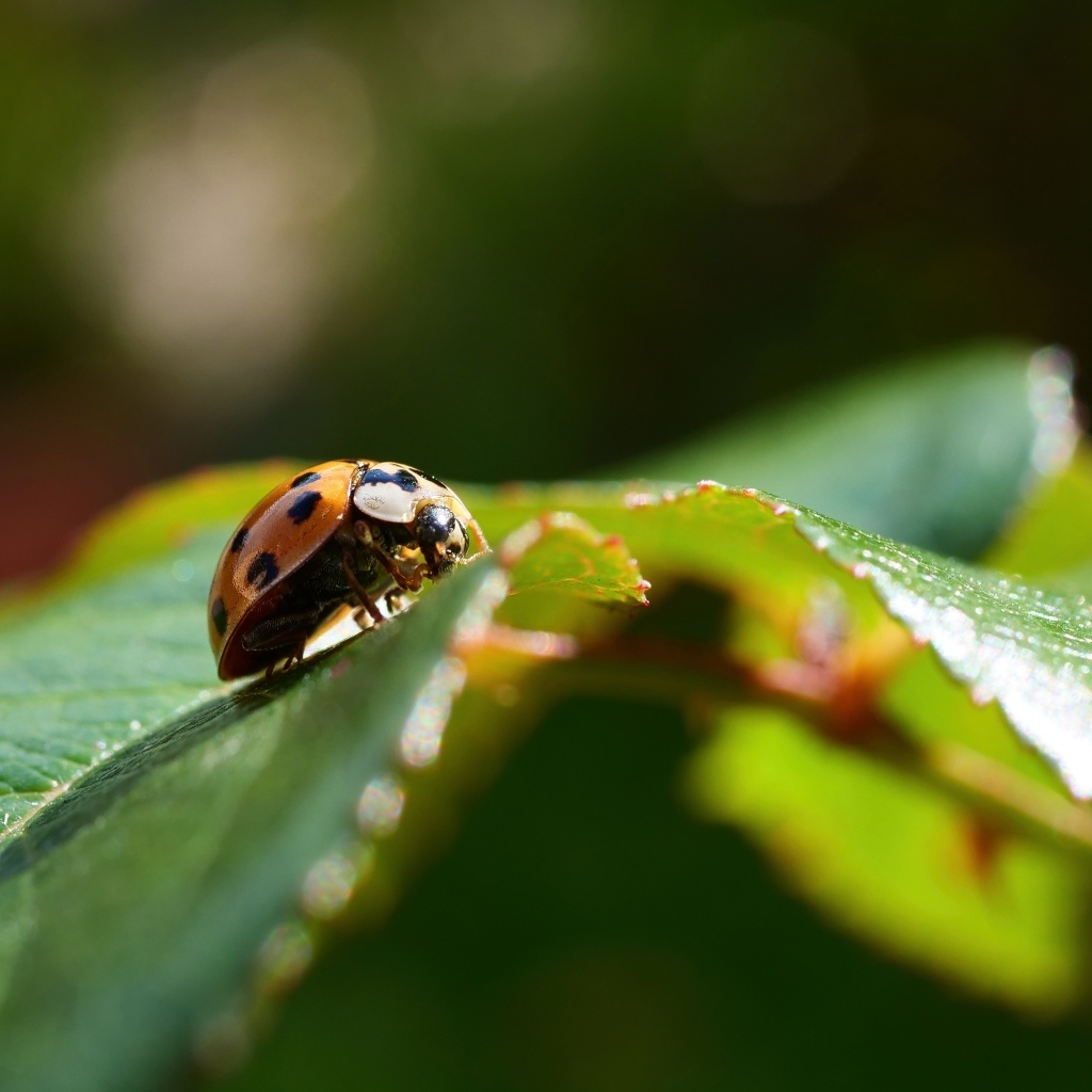 Красная божья коровка сидит на зеленом листке