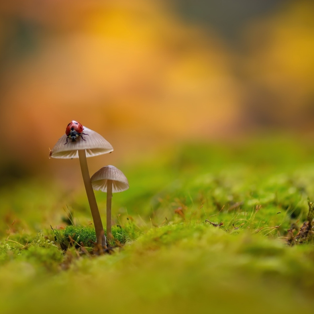 Красная маленькая божья коровка сидит на грибе