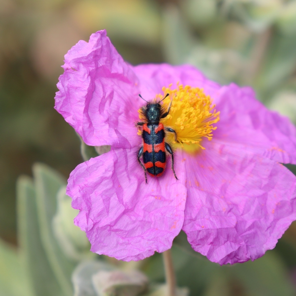 Полосатый жук сидит на розовом цветке