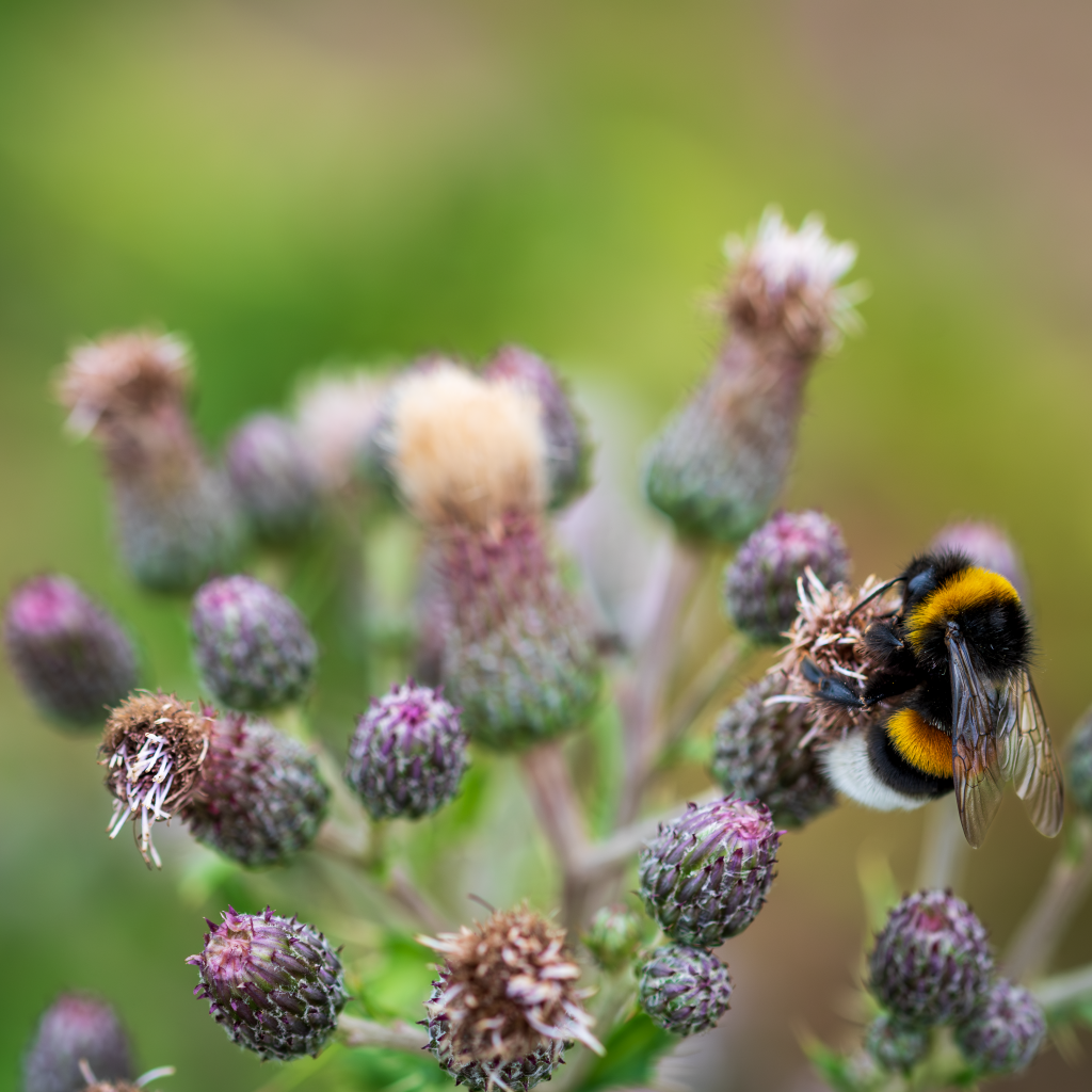 Полосатый шмель сидит на колючем цветке