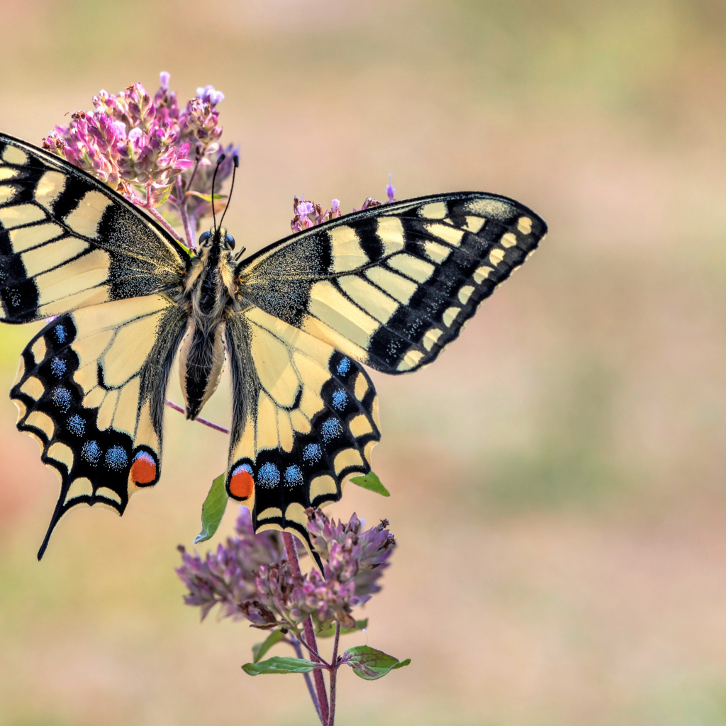 Бабочка махаон сидит на розовом цветке 