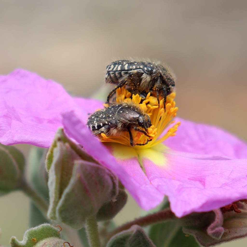 Два черных жука на розовом цветке