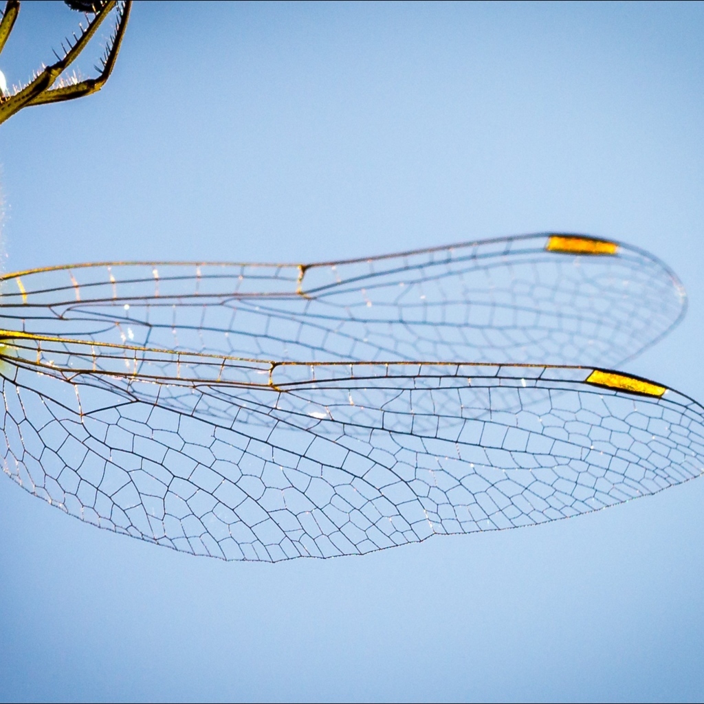 Два прозрачных крыла у большой стрекозы на голубом фоне