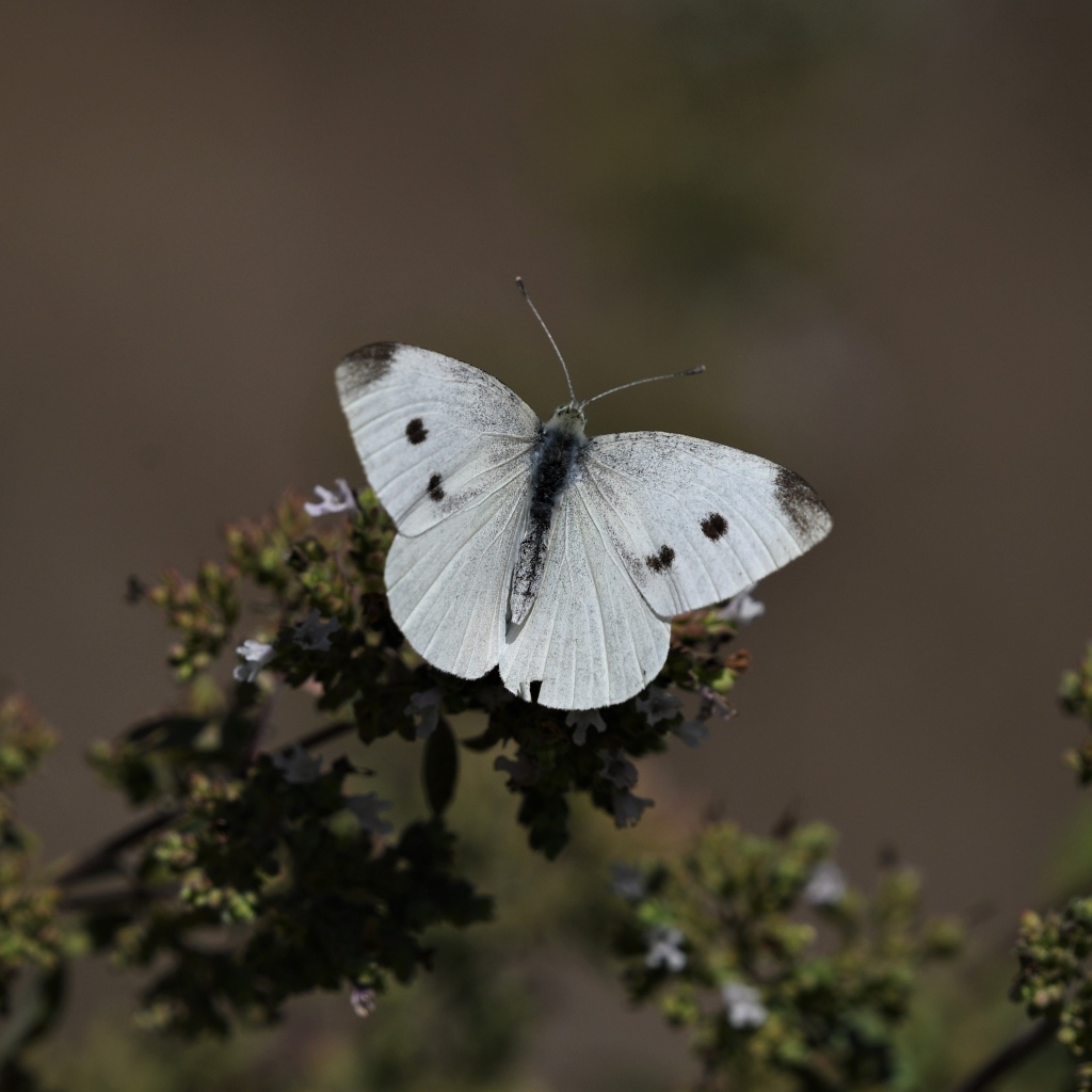 Белая бабочка капустница сидит на растении