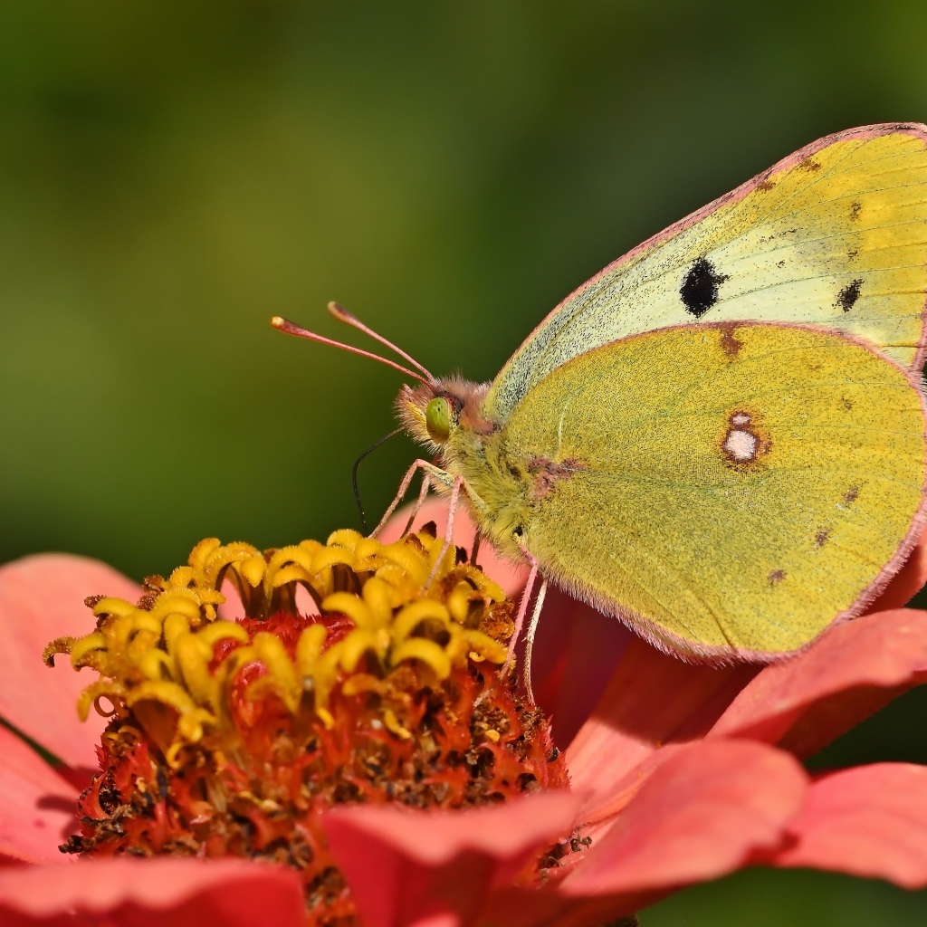 Желтая бабочка сидит на розовом цветке циннии 