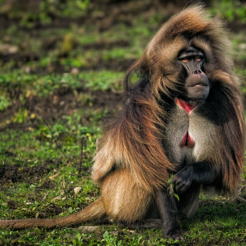 Бабуин сидит на траве