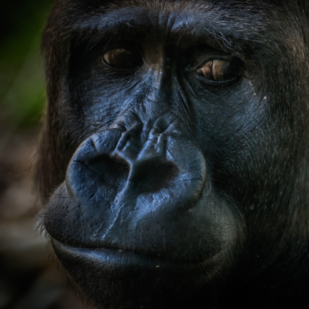 Большая грустная черная горилла