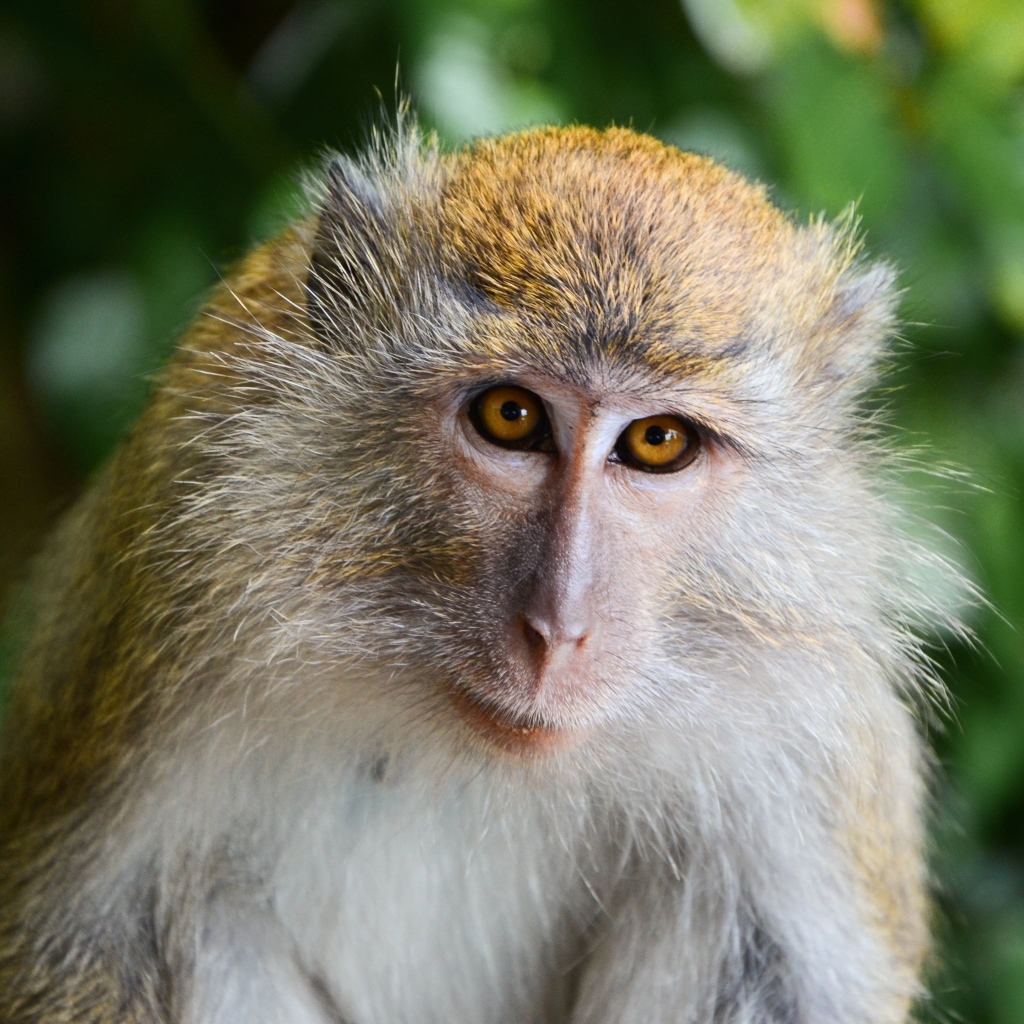 Взгляд большой макаки вблизи