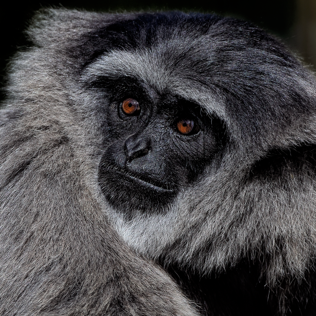 Большой серебристый гиббон крупным планом