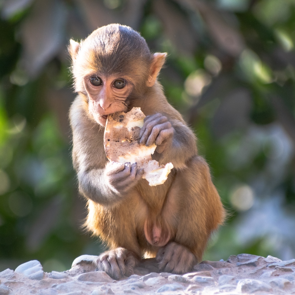 Маленькая обезьянка с едой