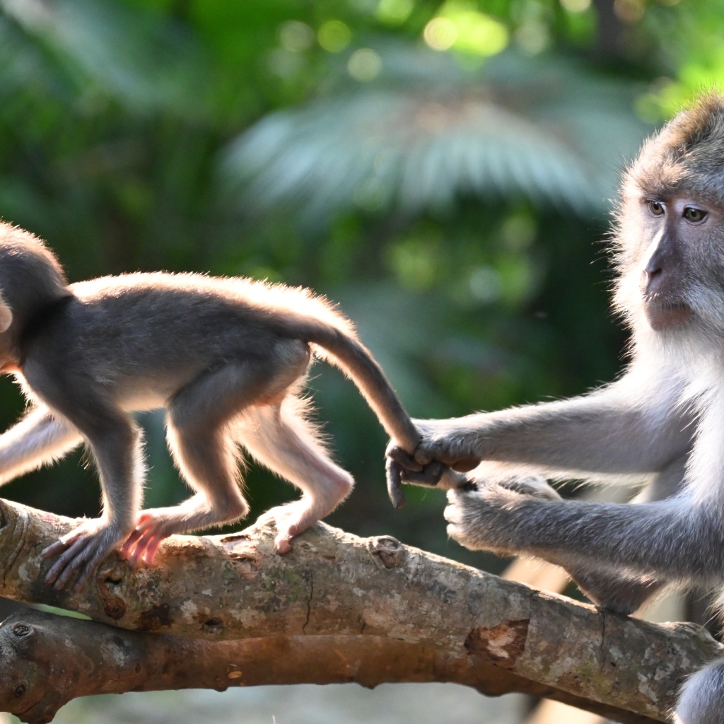 Макака с детенышем на ветке дерева