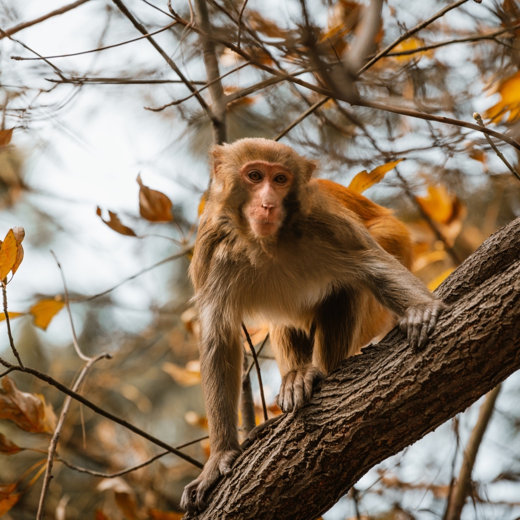 Обезьяна на дереве в ветках