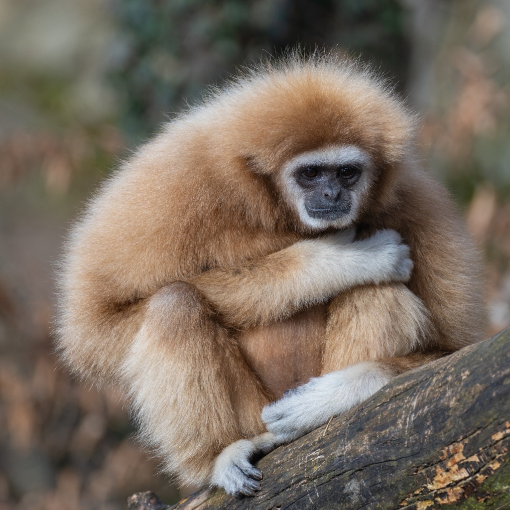 Грустный гиббон сидит на ветке