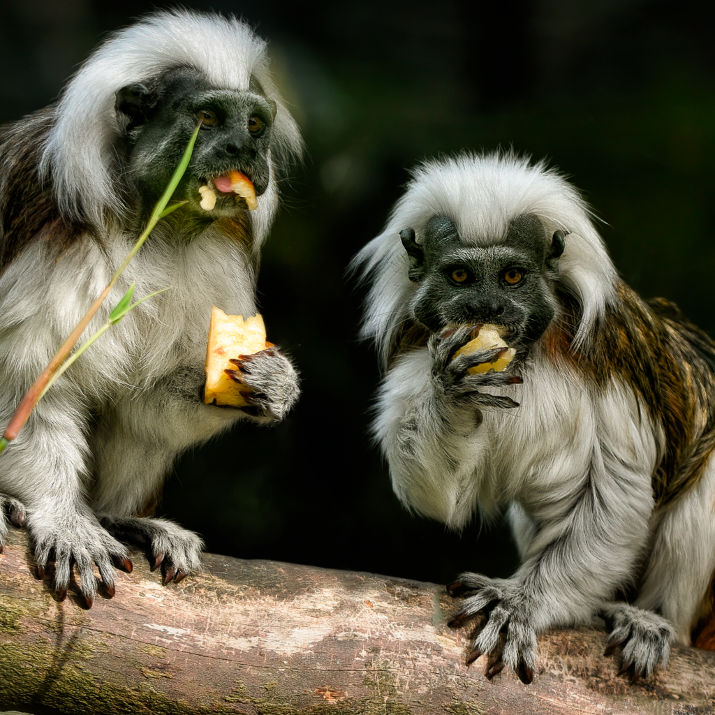 Две обезьяны хлопковый тамарин
