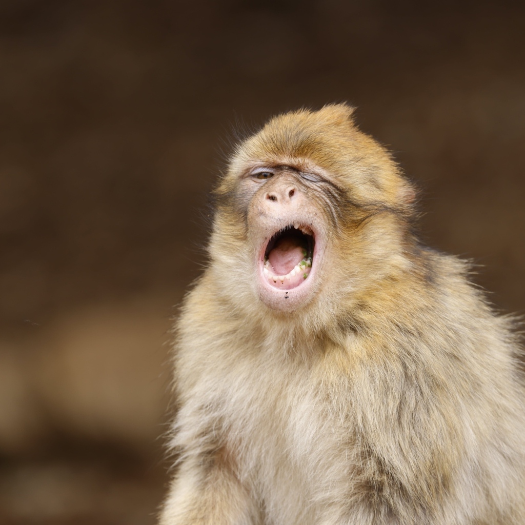 Зевающая обезьяна крупным планом