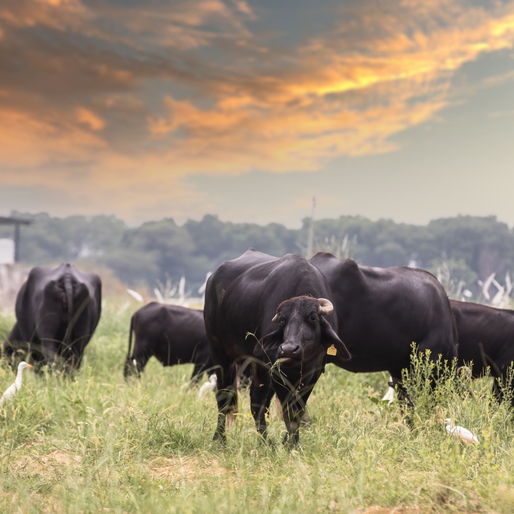 Большие черные быки на фоне неба