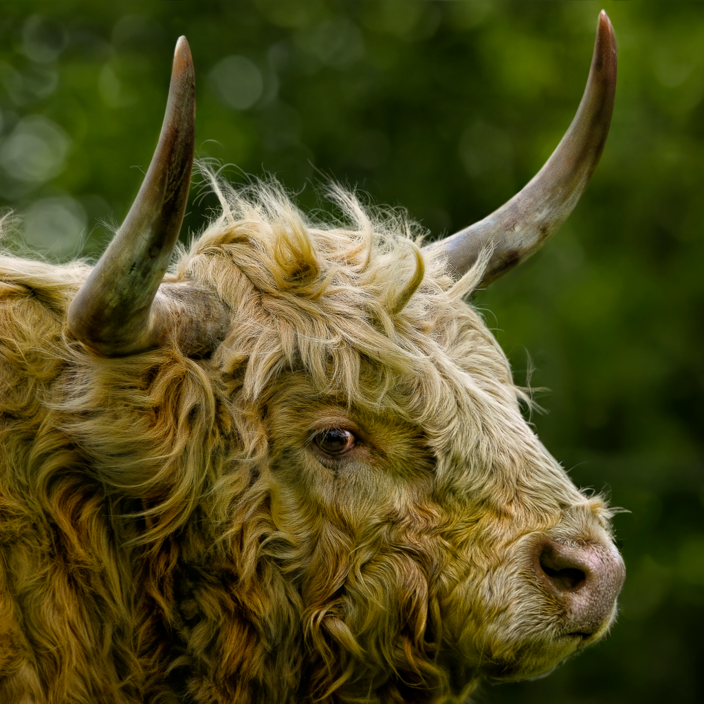 Большой лохматый бык с большими рогами