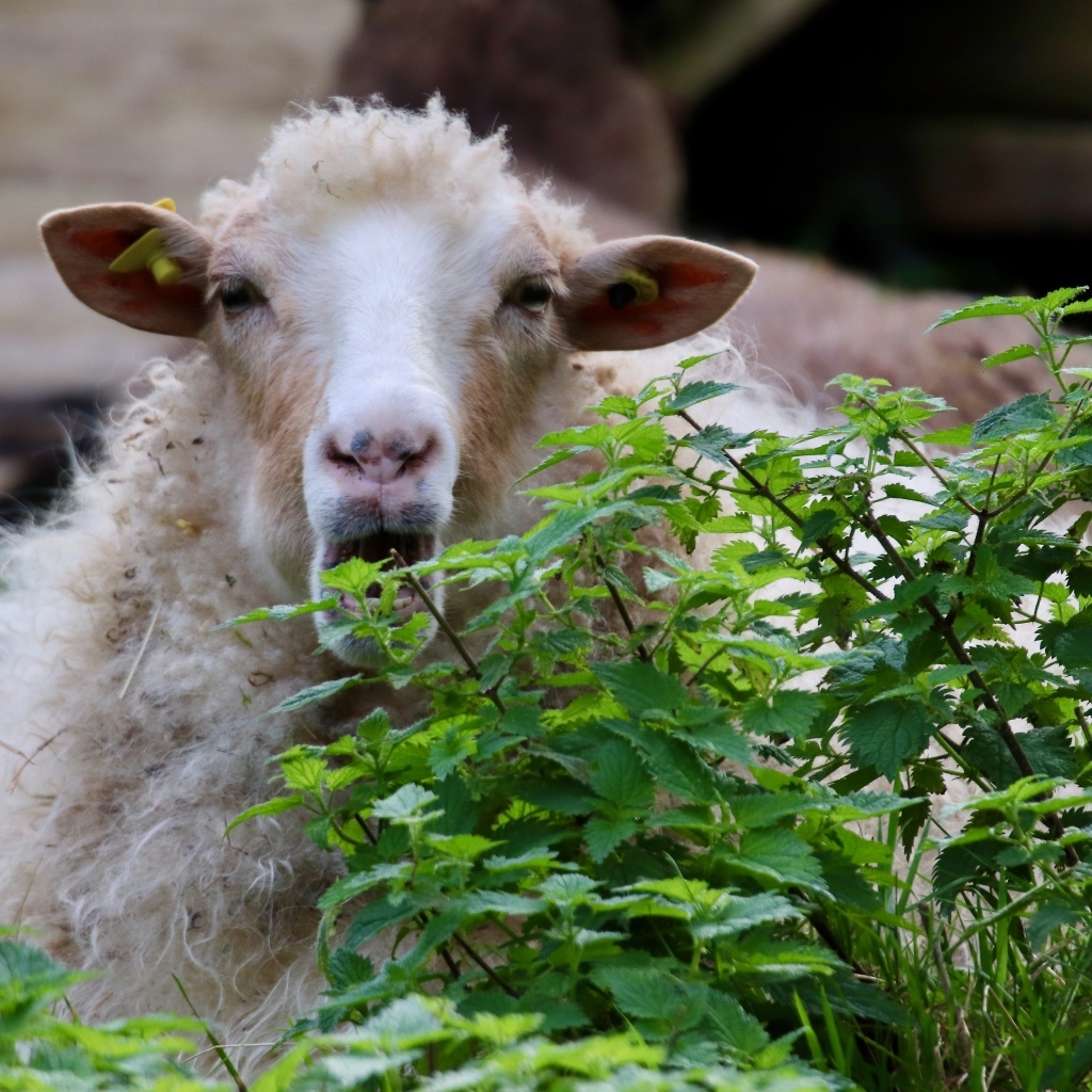 Большая овца прячется в траве