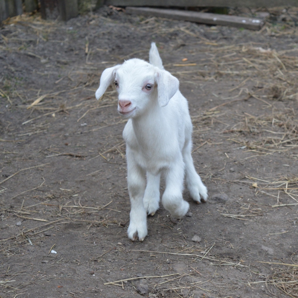 Милый маленький белый козленок