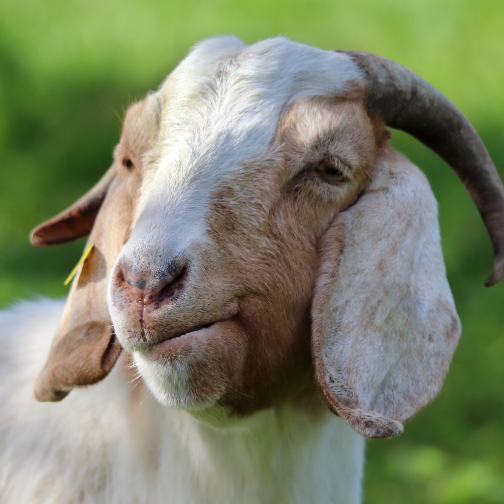 Домашняя коза крупным планом