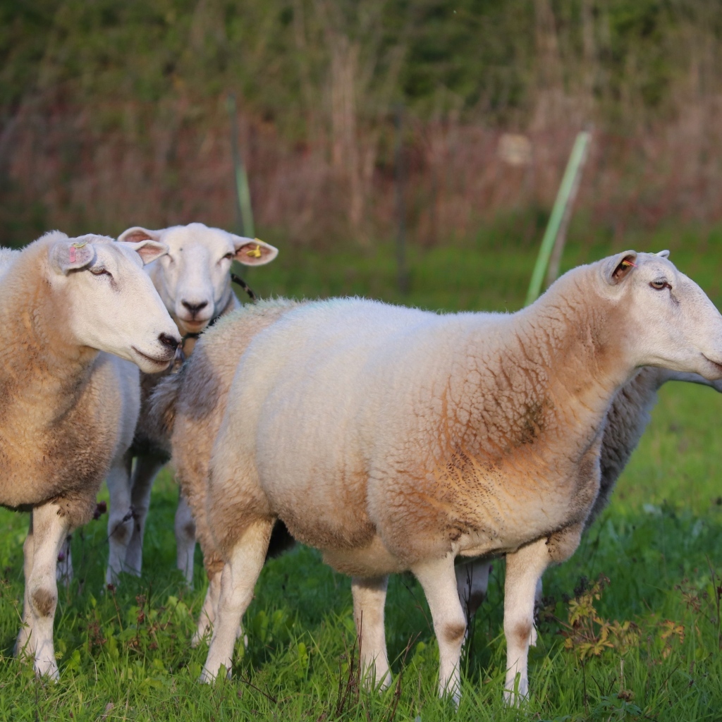 Пушистые овцы на зеленой траве
