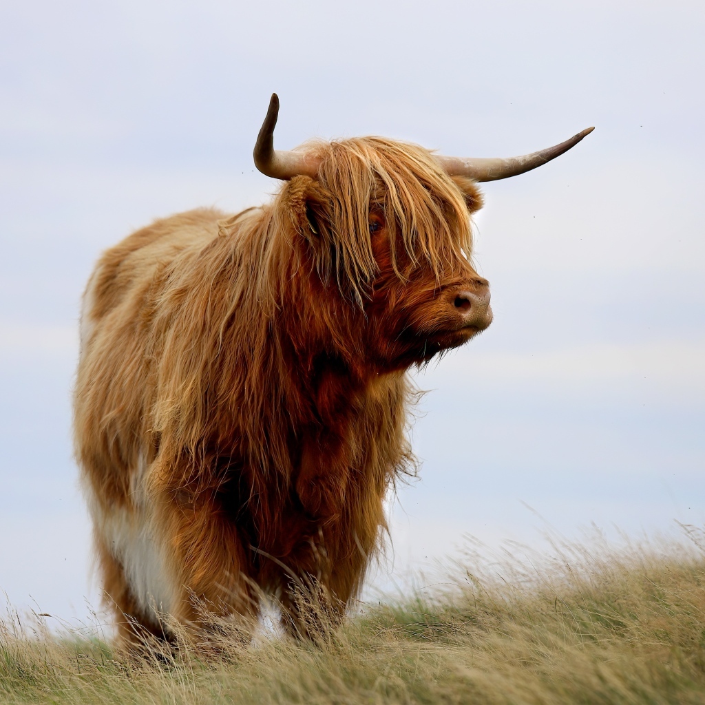 Лохматая высокогорная корова