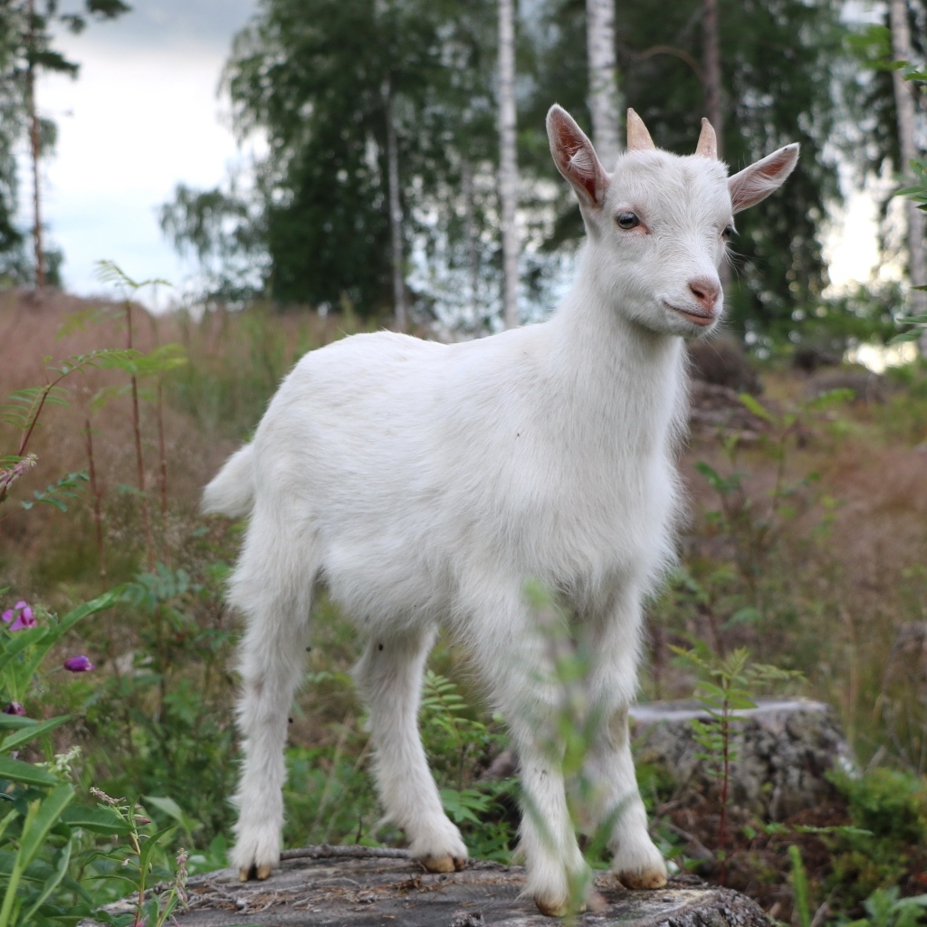 Белый козленок стоит на камне