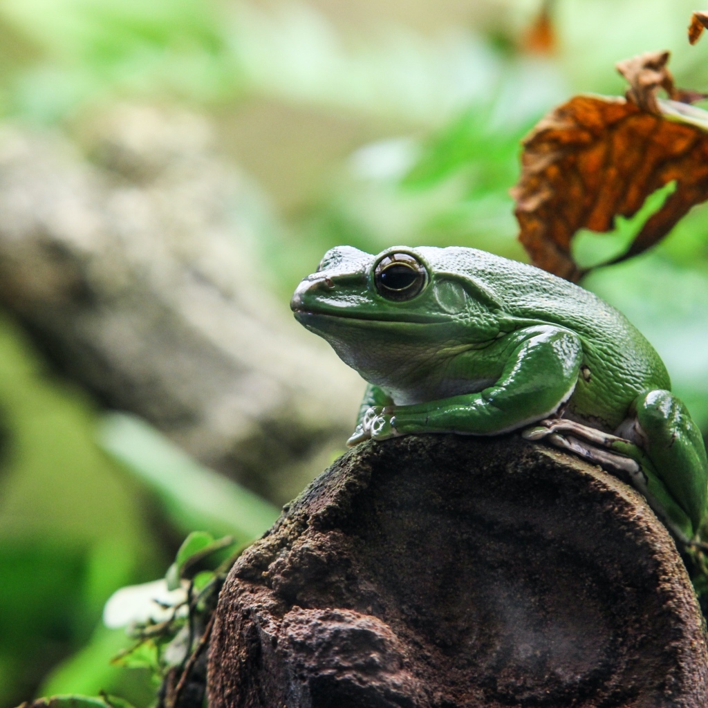 Большая зеленая лягушка сидит на камне