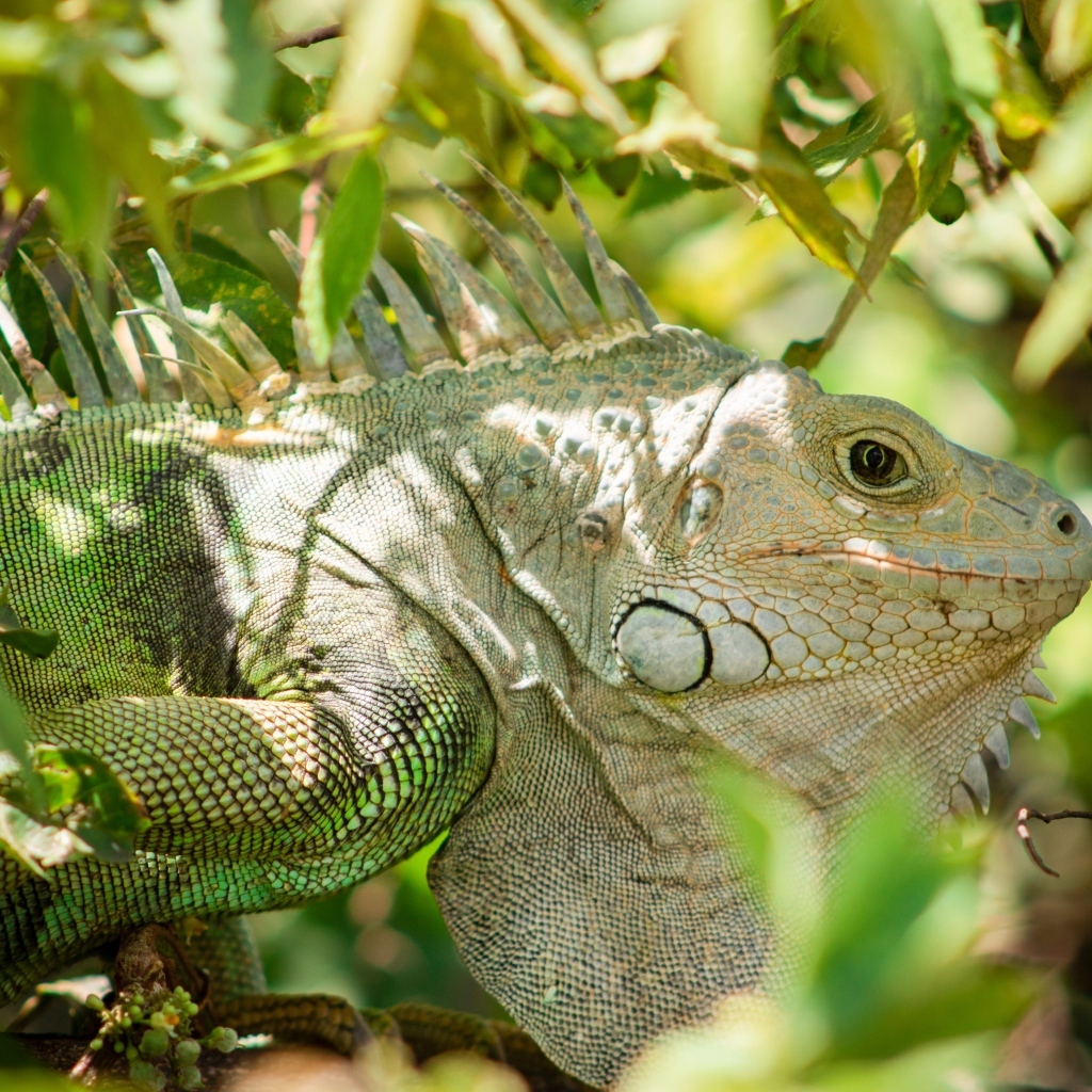 Большая зеленая игуана сидит в ветках дерева