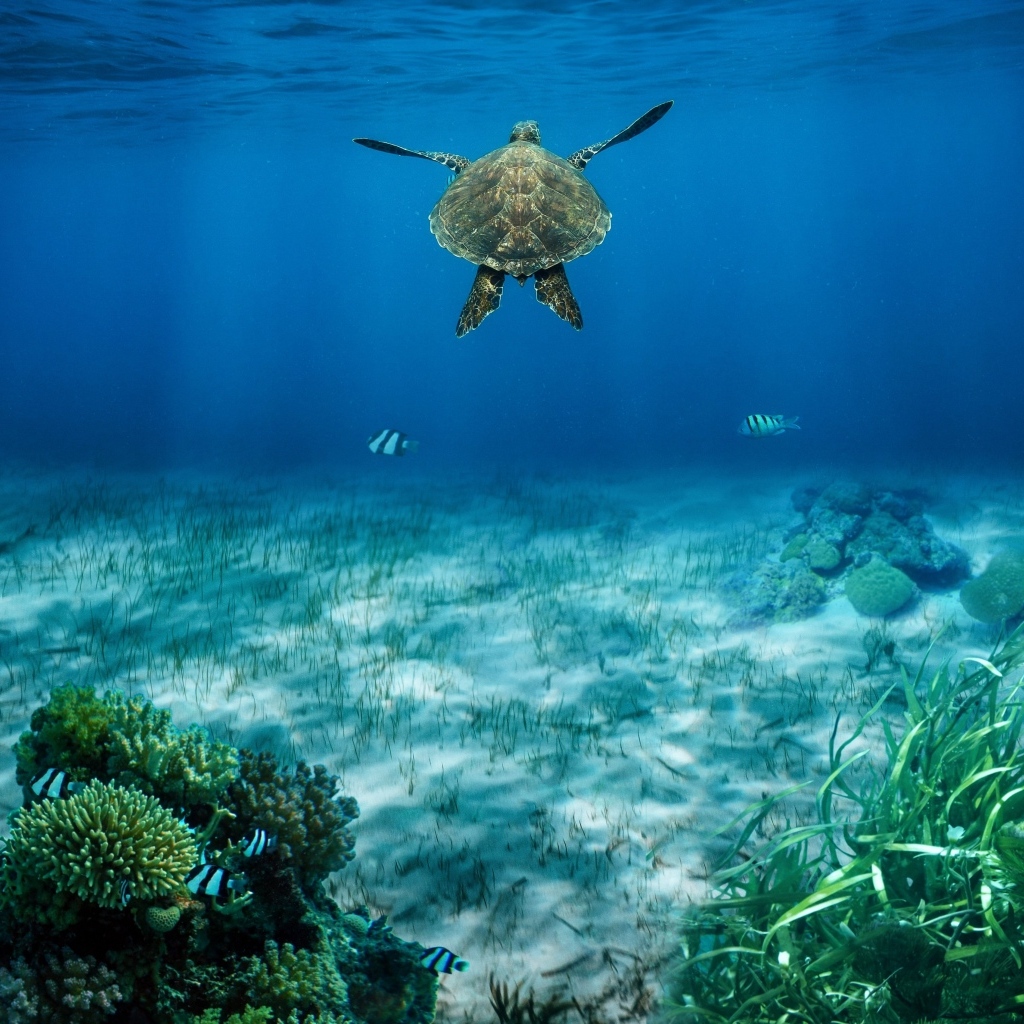 Черепаха плывет по воде у морского дна