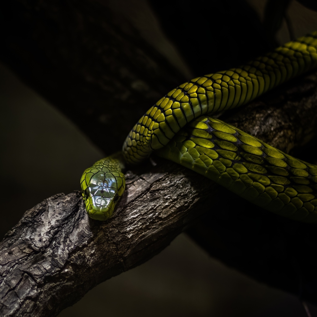 Красивая зеленая змея на ветке