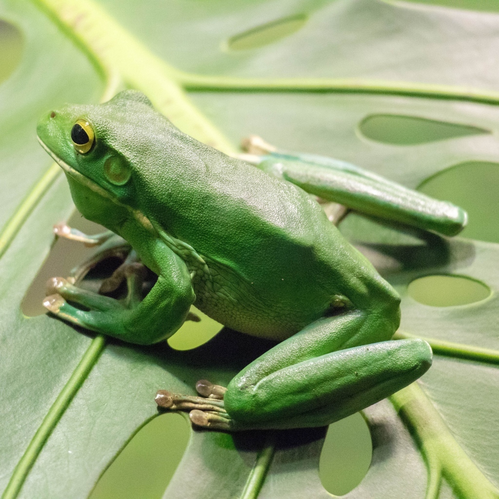 Большая зеленая лягушка сидит на листе