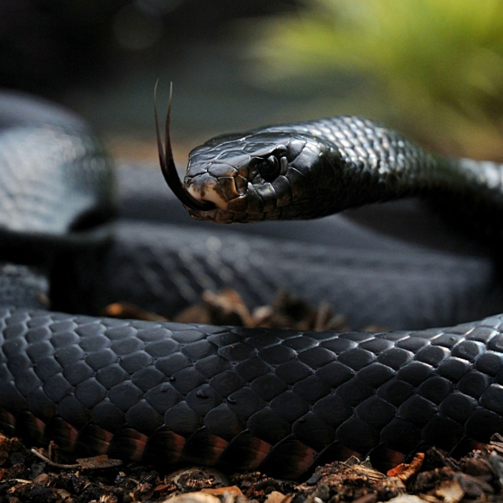 Черная змея с высунутым языком