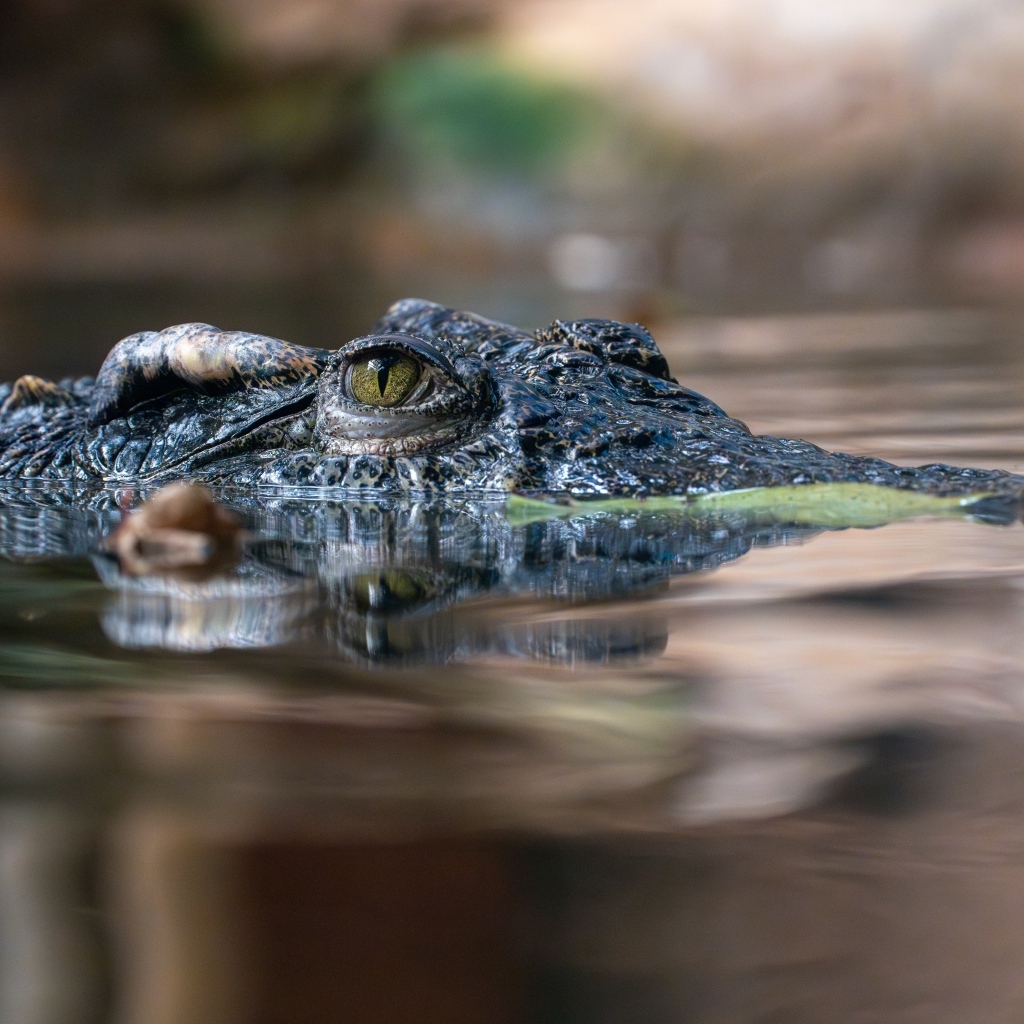 Крокодил прячется в воде