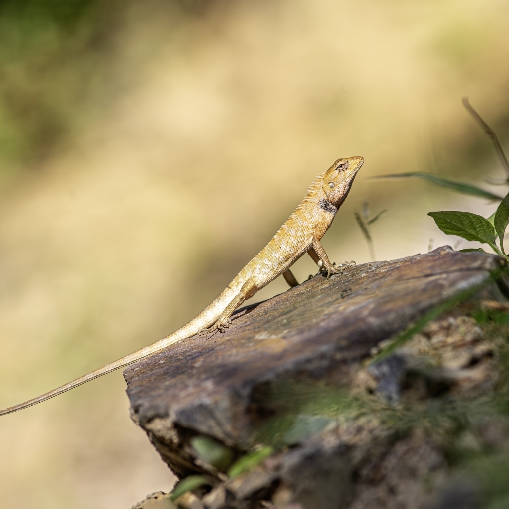 Садовая ящерица сидит на камне