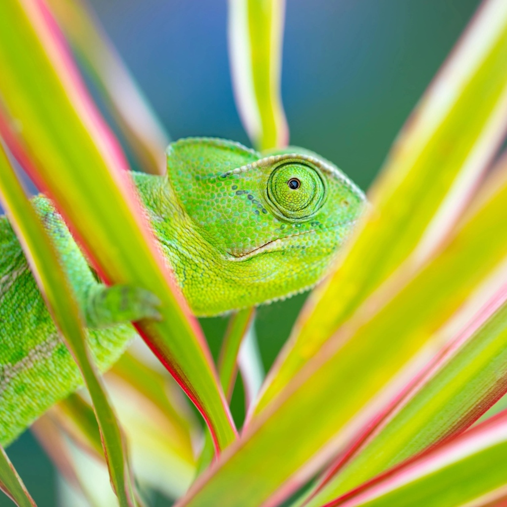 Зеленый хамелеон прячется в зеленых листьях