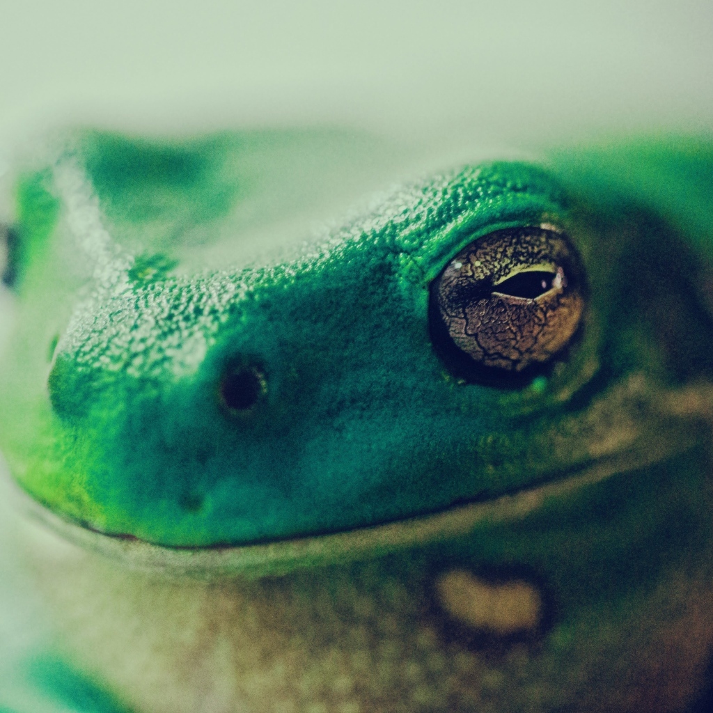 Голова зеленой лягушки крупным планом