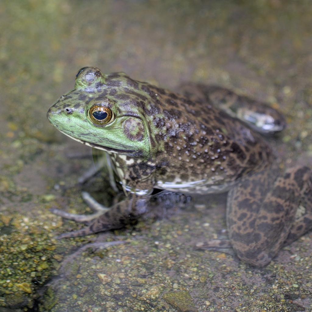 Зеленая лягушка сидит на камне в воде