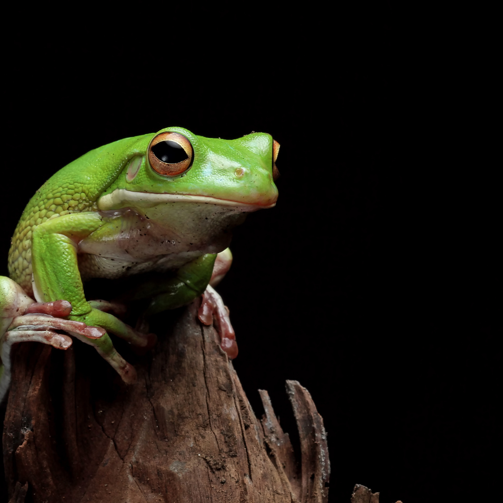 Зеленая лягушка сидит на сухой ветке 