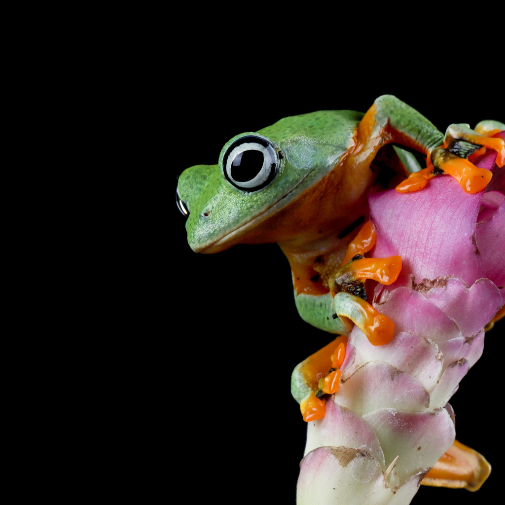 Зеленая лягушка сидит на розовом цветке на черном фоне