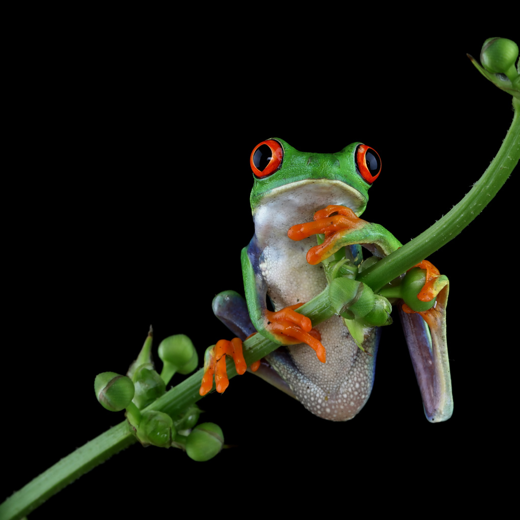 Зеленая лягушка с красными глазами висит на ветке