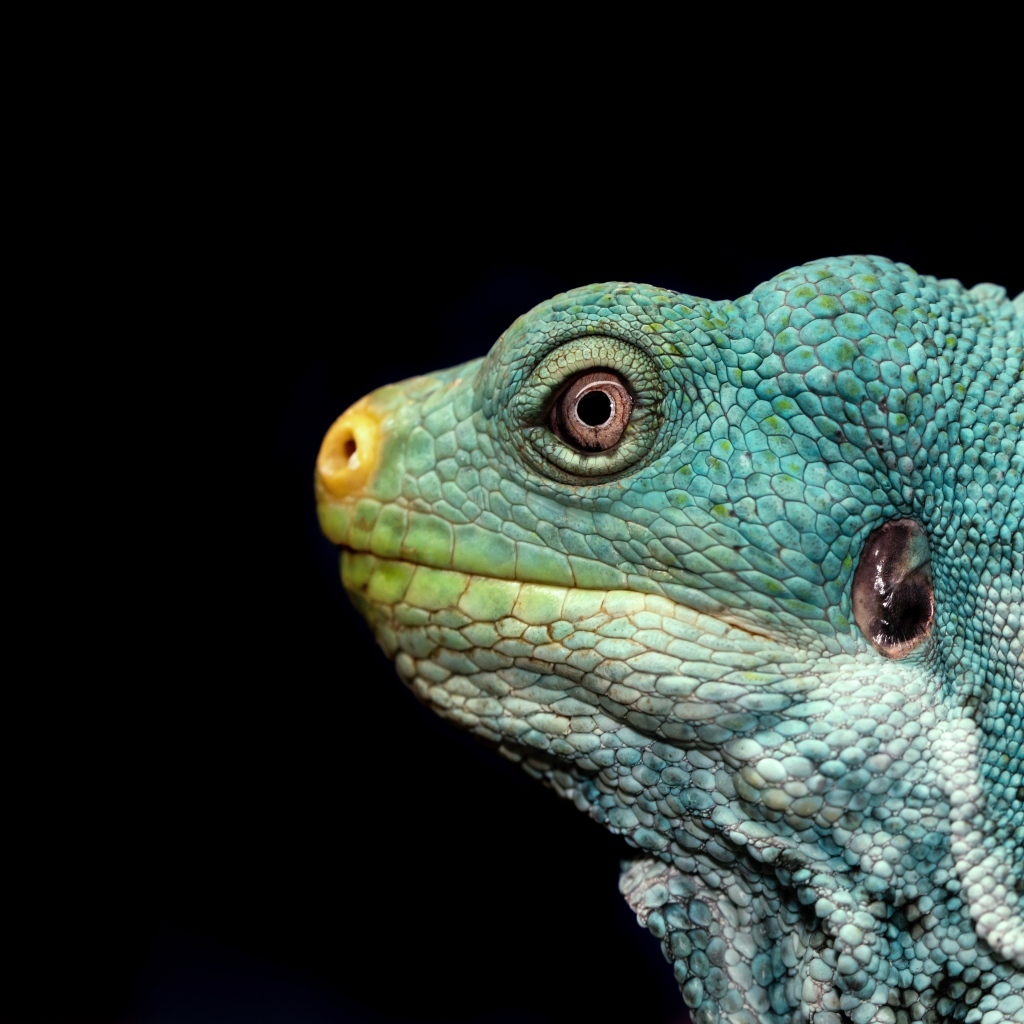 Голова зеленой игуаны на черном фоне