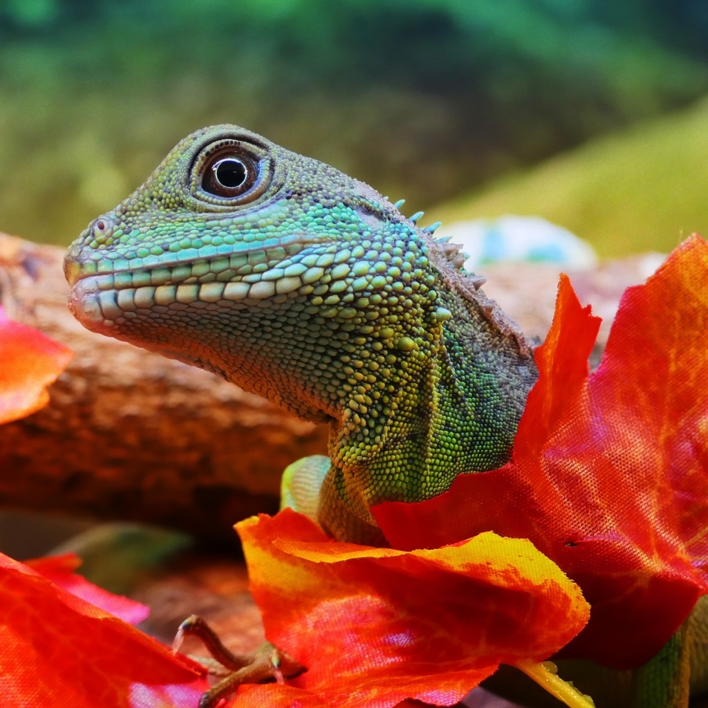 Зеленая ящерица в оранжевых листьях