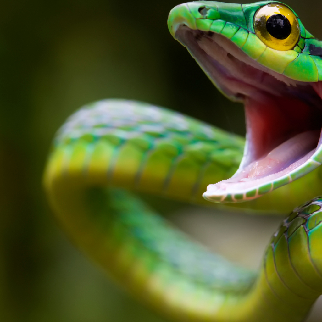 Зеленая змея с открытым ртом крупным планом