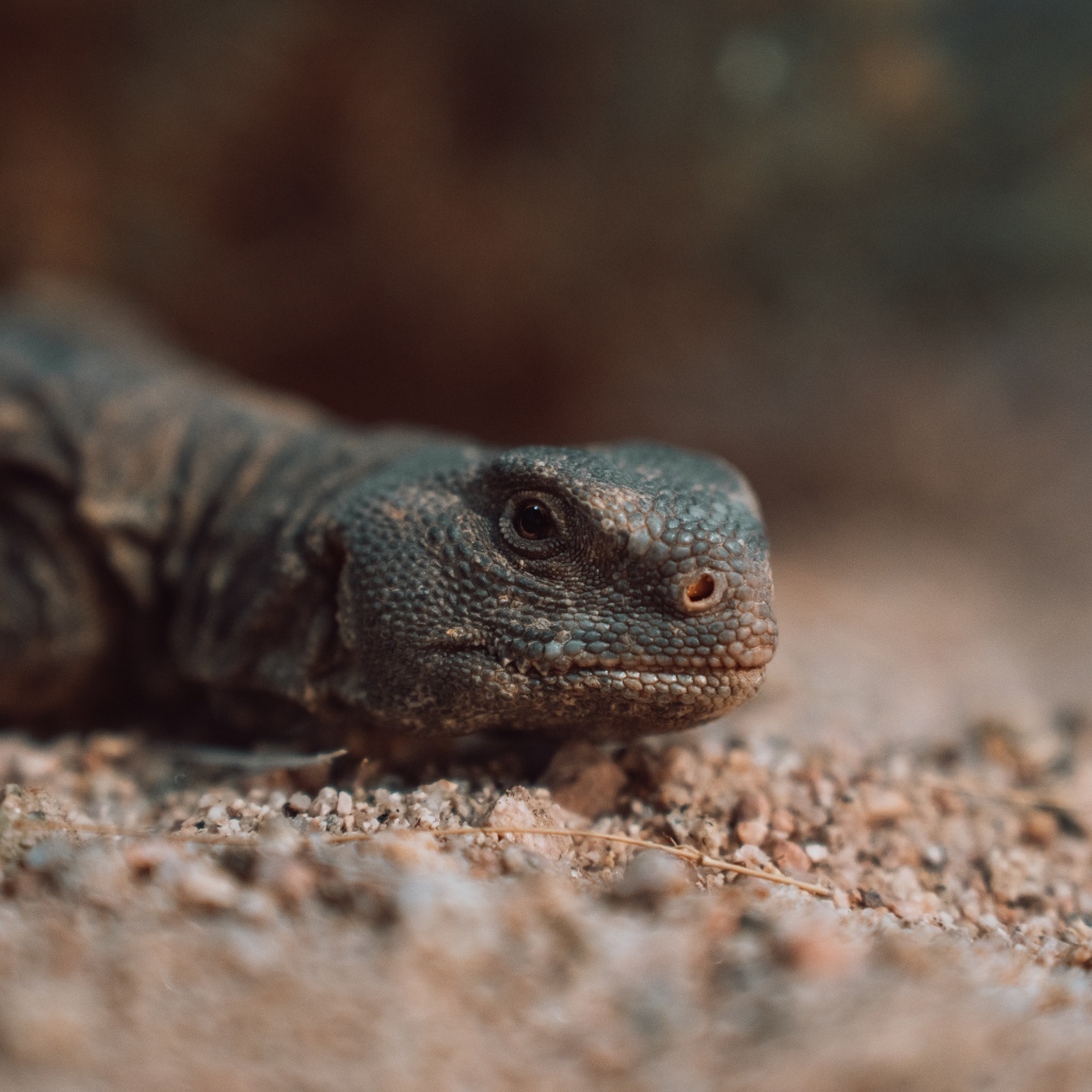 Дракон комодо на земле 