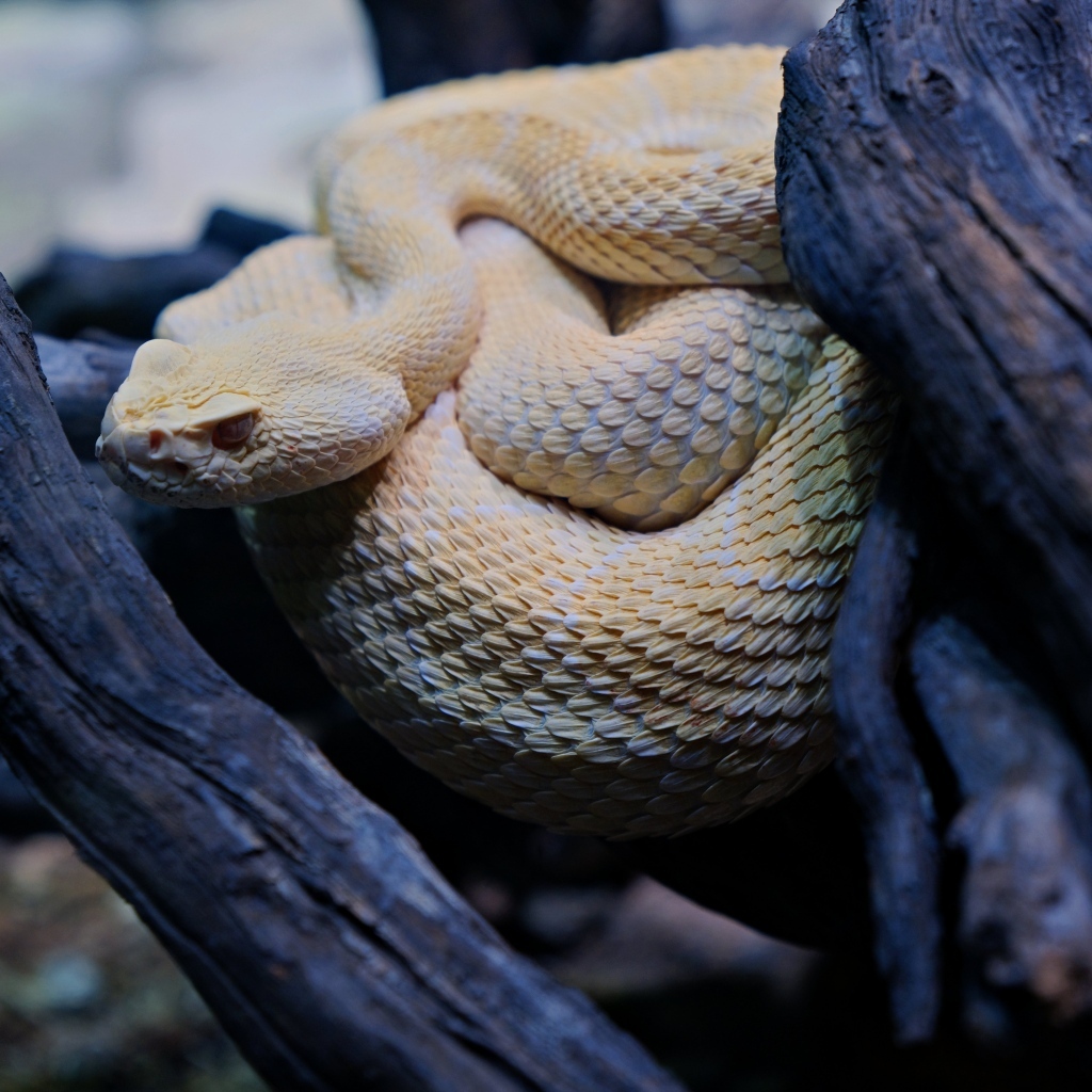 Большая западная гремучая змея в ветках